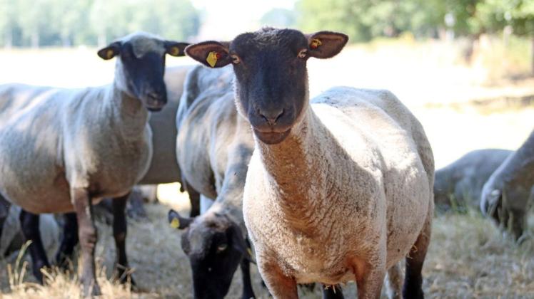 In der Region Emsland-Grafschaft Bentheim haben Schafe eine wichtige Funktion als vierbeinige Naturschützer. Foto: Dogs-Prössler