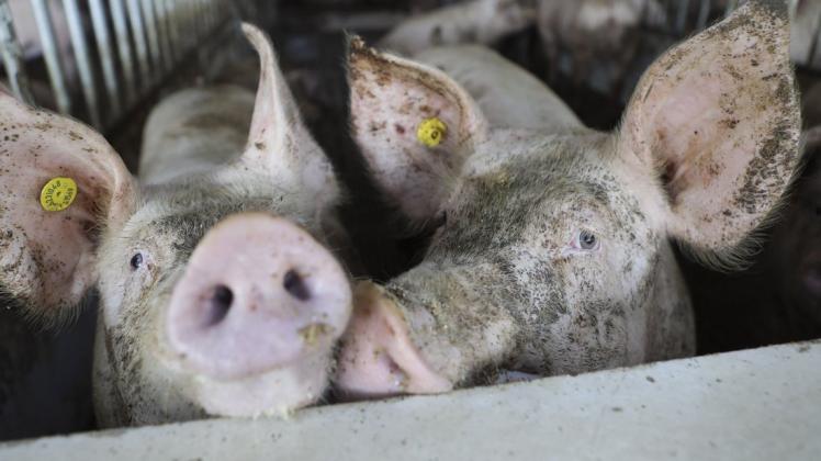Das Tierwohl und Preise für Fleisch sind aktuell Gegenstand von Diskussionen. Symbolfoto: Gert Westdörp