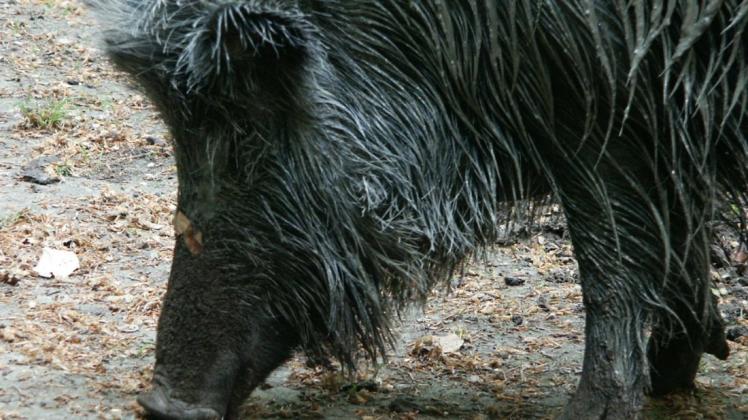 Rund um das Thema „Wildschwein“ dreht sich alles bei der Naturführung durch den Wildpark in den Meller Bergen. Foto: Stadtverwaltung Melle