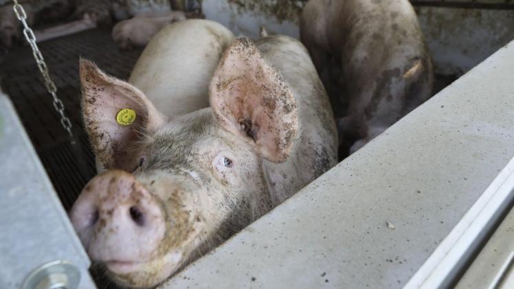 Ein Schwein in einem sogenannten Offenfrontstall. Foto: Gert Westdörp