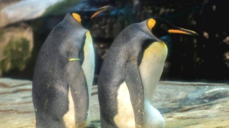 Die beiden Königspinguine Skipper und Ping könnten bald Eltern werden. Foto: dpa/Zoo Berlin