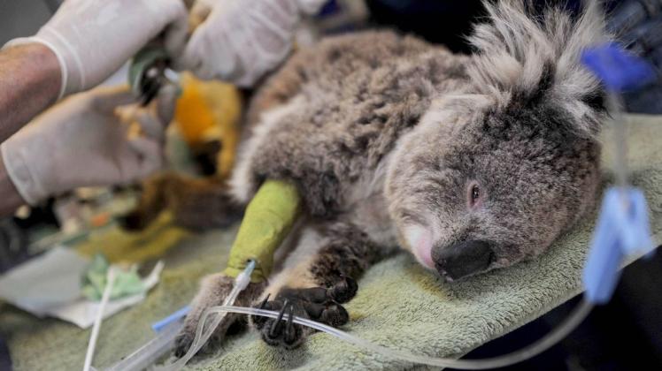 Von den 2000 Koalas, die in den vergangenen Jahren in Tierkliniken mit Knochenbrüchen eingeliefert wurden, überlebten laut WWF nur 40. Foto: imago/ZUMA Press