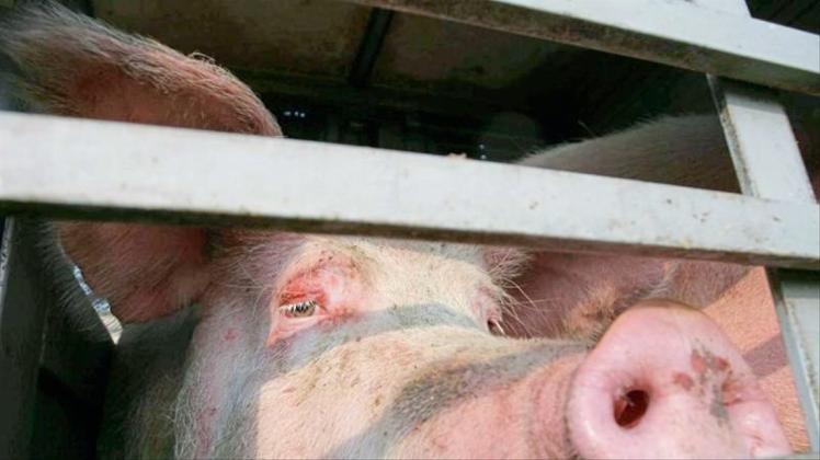 Ein Schwein schaut aus einem Spalt der Heckladeklappe eines Tiertransporters. 