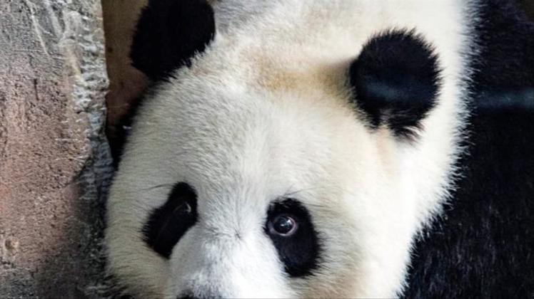 Die Ungewissheit über eine mögliche Trächtigkeit der Panda-Dame Meng Meng im Berliner Zoo hält an. 