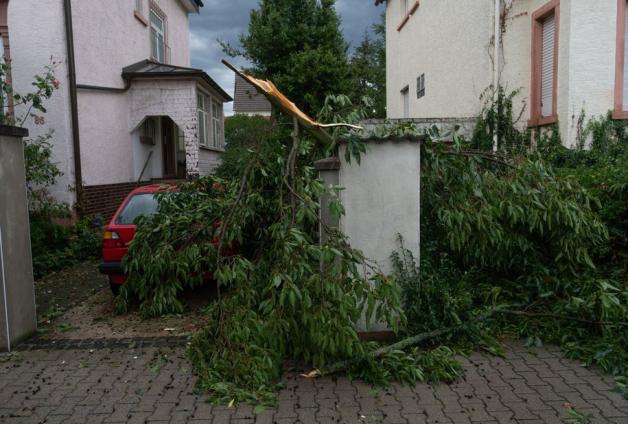 Ein Baum ist in Langen/Hessen von starken Sturmböen abgeknickt worden. Foto: dpa/Frank Rumpenhorst