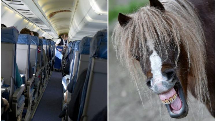 In den USA ist es nicht ungewöhnlich, dass Tiere in der Flugzeugkabine mitfliegen – sogar Pferde. Fotos: dpa/Patrick Pleul