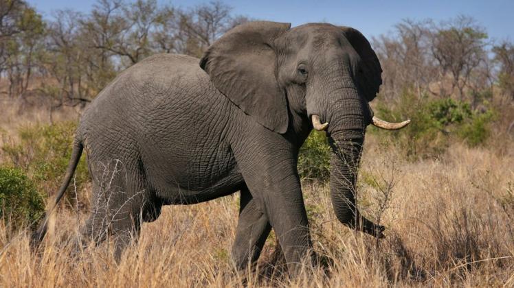 Der Schutz wildlebender afrikanischer Elefanten soll verbessert werden. Foto: dpa/Jon Hrusa