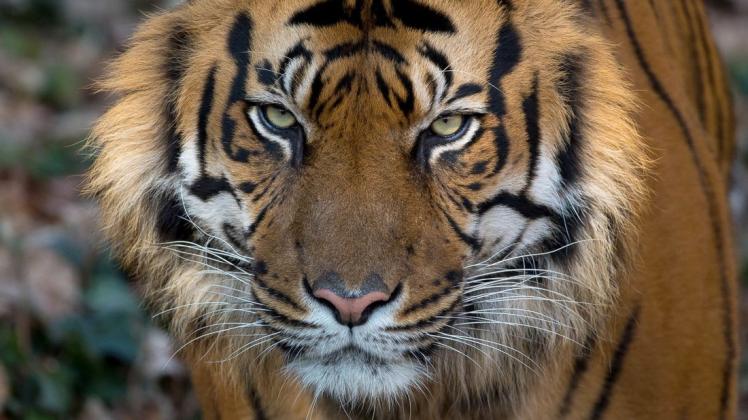 Seit 2000 seien etwa 2400 geschmuggelte Tiger beschlagnahmt worden.  Foto: dpa/Fabian Sommer