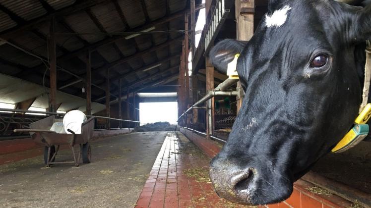 Allein auf weiter Flur: Die Ställe in den Viehbetrieben im Landkreis Oldenburg werden immer leerer. Foto: Bettina Dogs-Prößler Allein auf weiter Flur: Die Ställe in den Viehbetrieben im Landkreis Oldenburg werden immer leerer. Foto: Bettina Dogs-Prößler