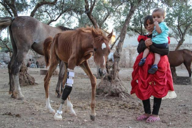 Das Fohlen gehört zu einer kleinen Pferdeherde. Foto: AFP/Ibrahim YOUSSOUF