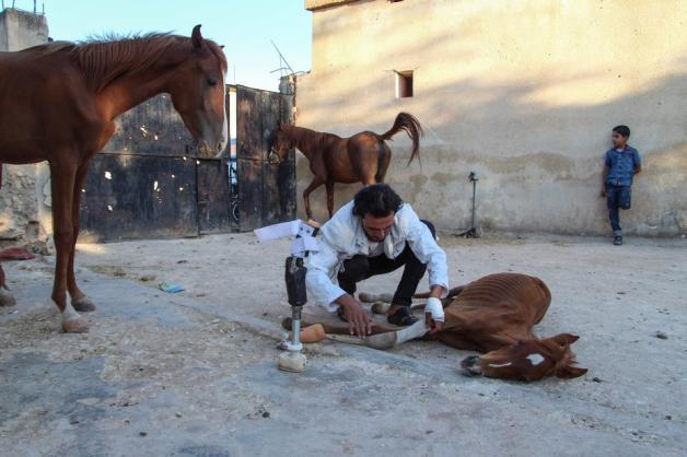 Ein Tierarzt passt die Prothese an. Foto: AFP/ Ibrahim YOUSSOUF