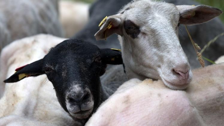 Religionsvertreter kritisieren einen CDU-Vorstoß, wonach das betäubungslose Schächten von Tieren in Niedersachsen nicht mehr erlaubt werden soll. Foto: dpa