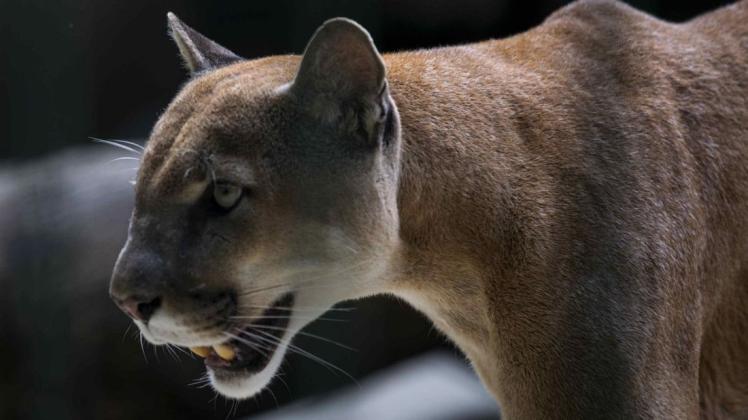 Ein Kind wurde in den USA beim Spielen von einem Puma angegriffen und in den Kopf gebissen.