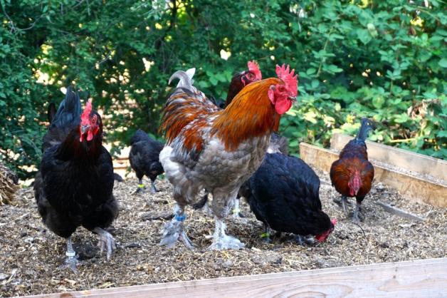 Hühner im eigenen Garten Züchter aus Hasbergen geben Tipps