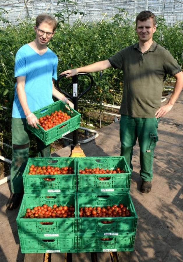 Tomaten ernten im Bio-Gewächshaus des Sozialen Ökohofes Guido Mammes (l.) und Oliver Wolf. Foto: Klaus Dieckmann