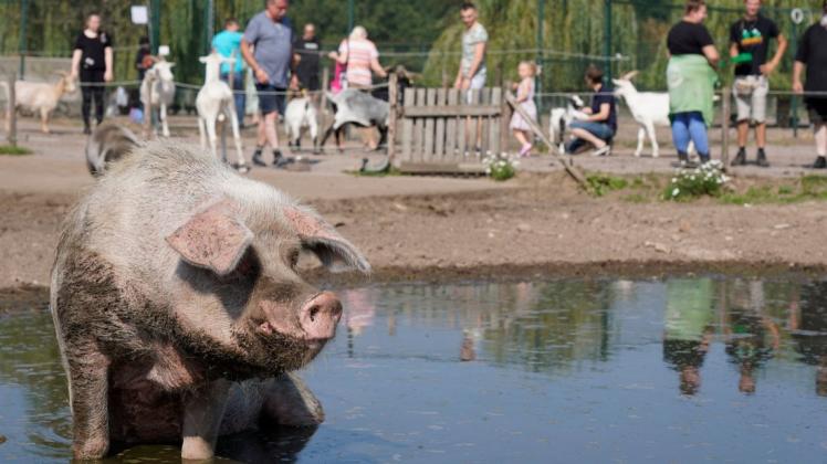 Tierischen Spaß hatten nicht nur die Besucher. Die Schweine nutzten die Gelegenheit, sich bei einem Bad zu kühlen. Foto: Werner Scholz