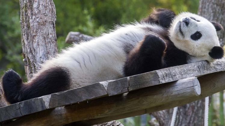 Panda-Dame Meng Meng erwartet ein Baby. 