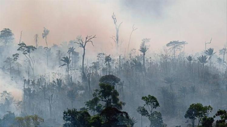 Rauch steigt aus dem Regenwald im Amazonas bei Altamira. 