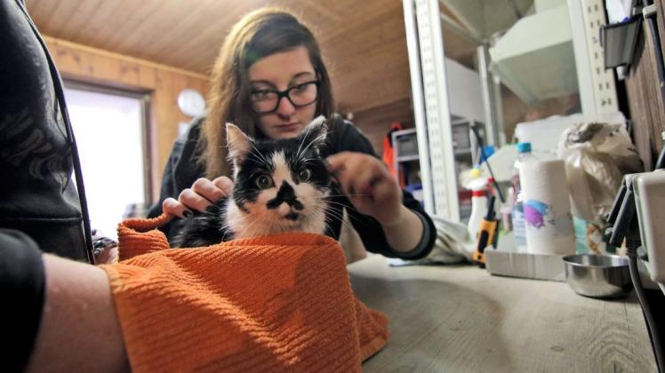 Vor allem Katzen sind laut Cora Kwansy während der Ferienzeit im Tierheim Bergedorf gelandet. Zeitgleich wurden viele von ihnen neu vermittelt. Foto: Bettina Dogs-Prößler