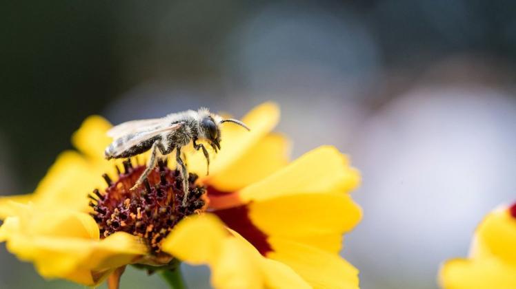 Besonders Wildbienen sind ein wichtiger Bestäuber für Pflanzen. Foto: dpa Besonders Wildbienen sind ein wichtiger Bestäuber für Pflanzen. Foto: dpa