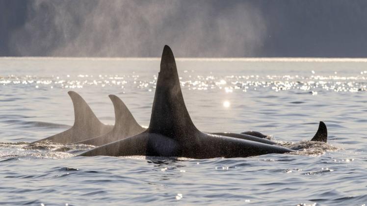 Orcas an Kanadas Küste. Foto: Rolf Hicker/imago/All Canada Photos