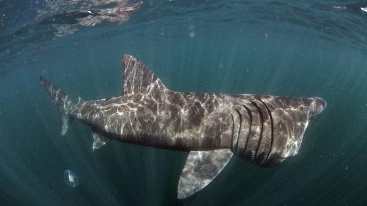 Trotz des weit aufgerissenen Mauls sind Riesenhaie für Menschen harmlos. Symbolfoto: imago images / Nature Picture Library