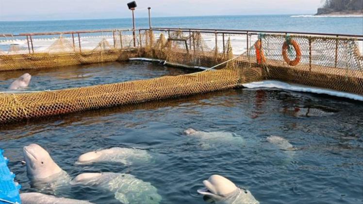 Belugas schwimmen in einer abgesperrten Anlage in Wladiwostok. 