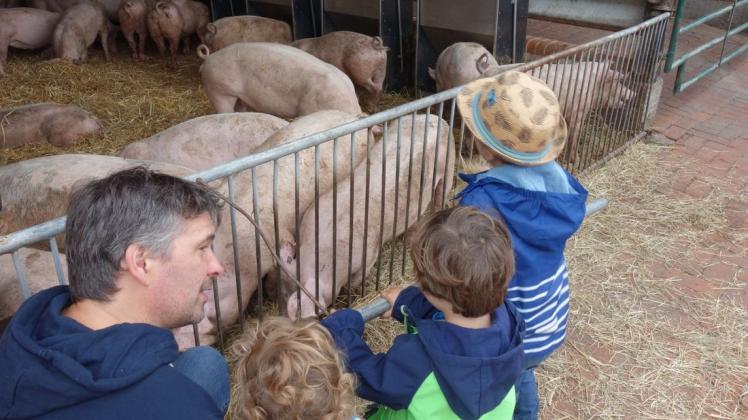 Besonders für Kinder ein Erlebnis: Einmal den Schweinen ganz nah sein. Foto: Ole Rosenbohm