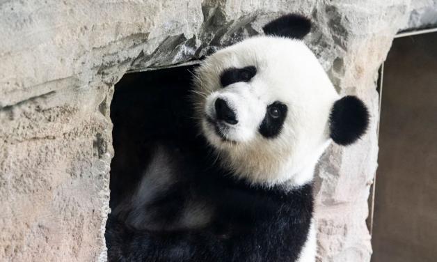 Die Mama: Panda-Dame Meng Meng.