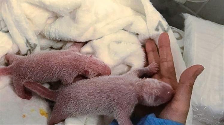 Noch winzig klein: die neugeborenen Panda-Zwillinge. 