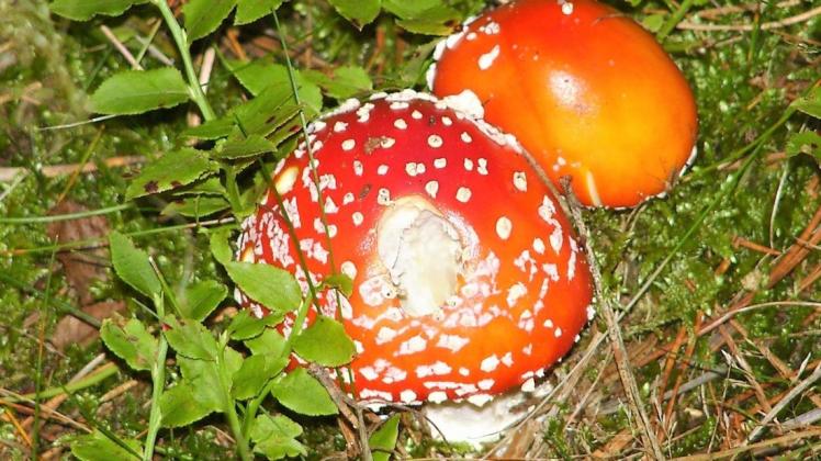 Der Pilzsachverständige mahnt zur Vorsicht: Bei diesen Hutträgern handelt es sich um giftige Fliegenpilze. Foto: Martina Brünjes Der Pilzsachverständige mahnt zur Vorsicht: Bei diesen Hutträgern handelt es sich um giftige Fliegenpilze. Foto: Martina Brünjes