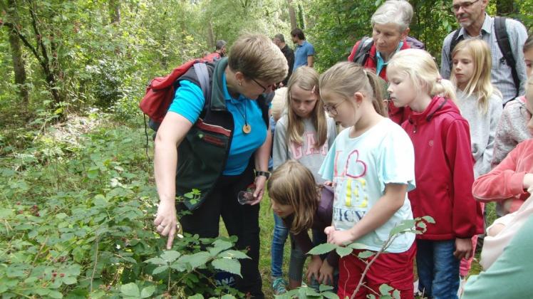 Man muss mit offenen Augen durch den Wald gehen, um Details zu entdecken: Waldpädagogin Cornelia Köster zeigt den Kindern im Altenlingener Forst ein Spinnennetz im Brombeerbusch. Foto: Tondera