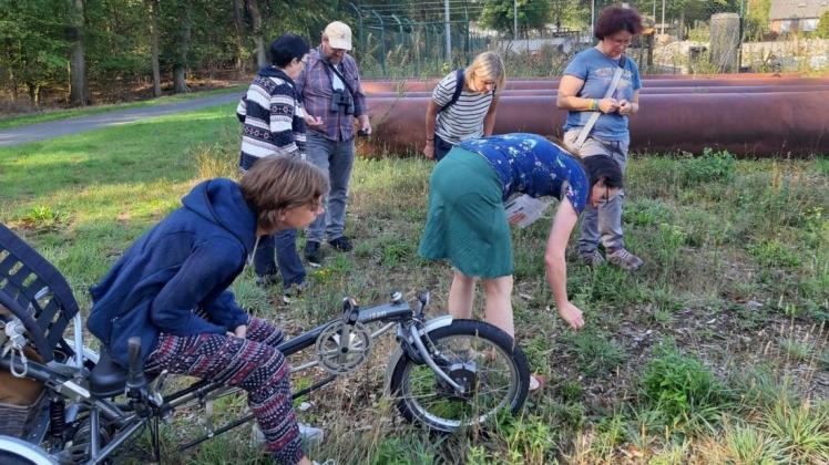 Entdeckungen am Wegesrand machen die Teilnehmer des Wildblumenspaziergangs am Alfsee.Foto: Biologische Station