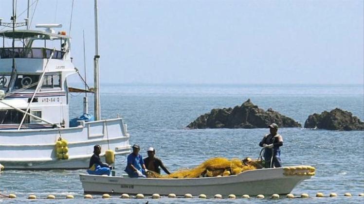 Fischer treiben kleine Wale in eine Bucht vor der Westküste Japans. 