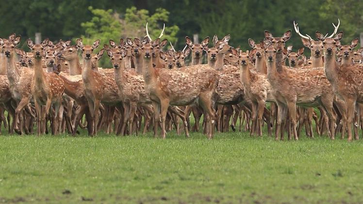 Mehrere Sika-Hirsche sind im Tierpark Nordhorn gestorben. Foto: dpa