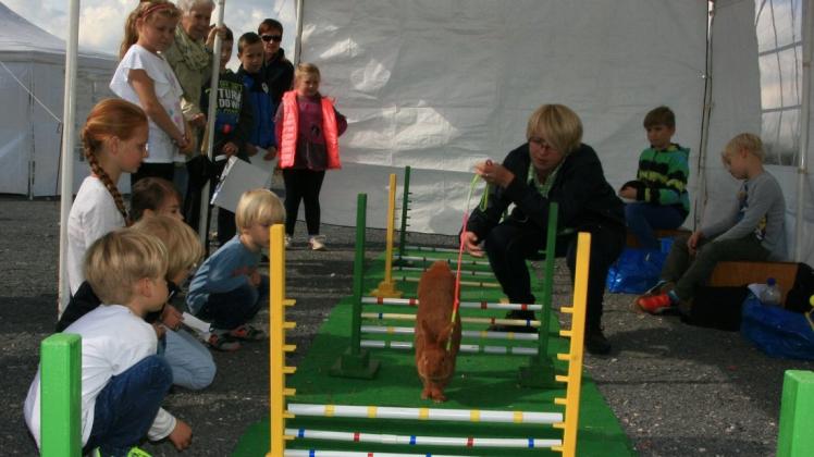 Mit Kanin-Hopp zogen die Hollager Kaninchenzüchter vor zwei Jahren beim Weltkindertag der Sportfreunde das Publikum an. 