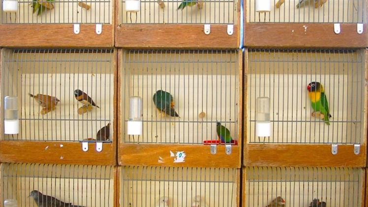 Bunte Artenvielfalt zeichnet die Bruchmühlener Vogelbörse aus. Archivfoto: Ingrun Waschneck