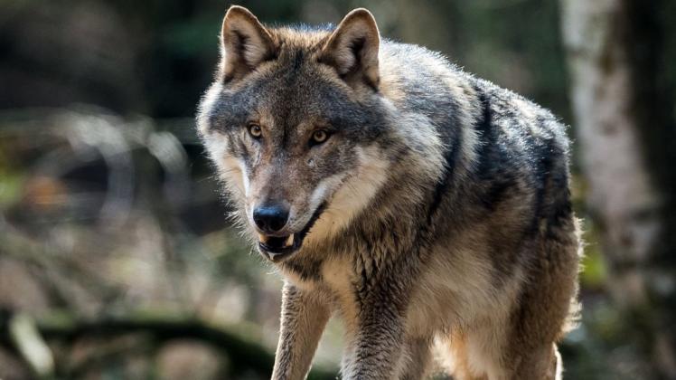 In Bookholzberg ist ein Wolf angefahren worden. Symbolfoto: dpa