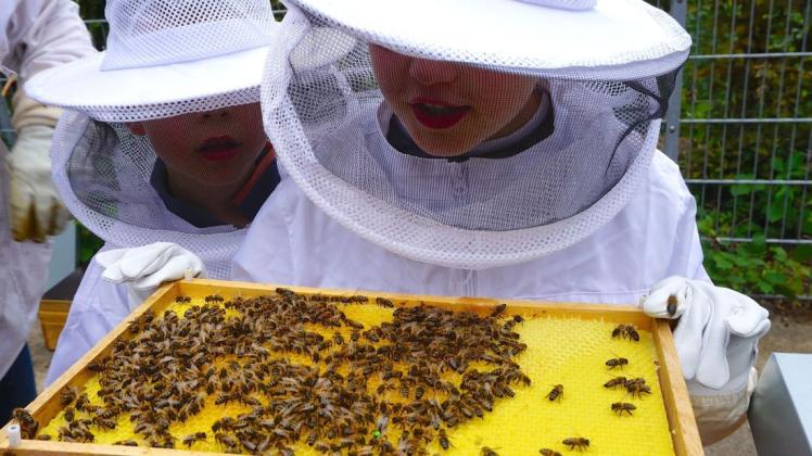 Wo ist die Bienenkönigin? Die kleinen Nachwuchs-Imker suchen nach der größten Biene – der mit einem grünen Punkt auf dem Rücken gekennzeichneten. Foto: Carolin Hlawatsch
