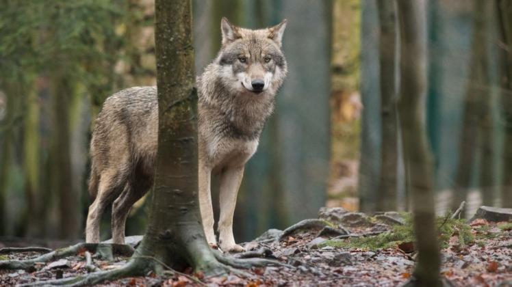 Bei dem am Donnerstag bei Grüppenbühren angefahrenen Tier handelt es sich mit sehr hoher Wahrscheinlichkeit um einen Wolf. Symbolfoto: dpa