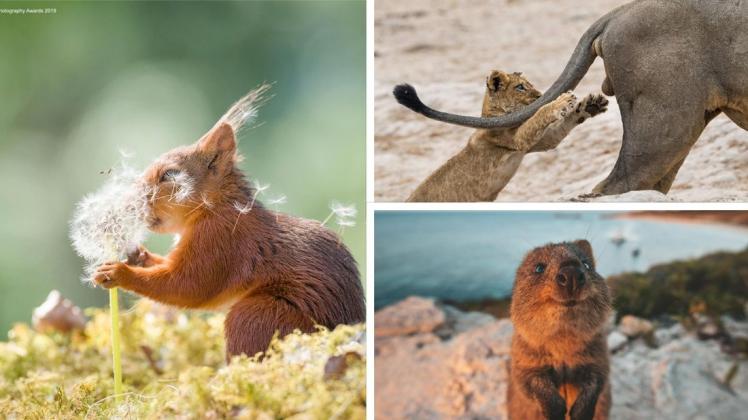 Was geht in Tieren vor? Die Fotos lassen es nur erahnen. Collage: Geert Weggen / James Vodicka / Sarah Skinner / Comedy Wildlife Photo Awards 2019
