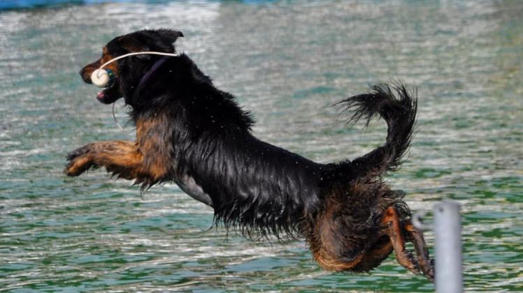 Patschnass war dieser Hund beim Schwimmtag im Freibad.  