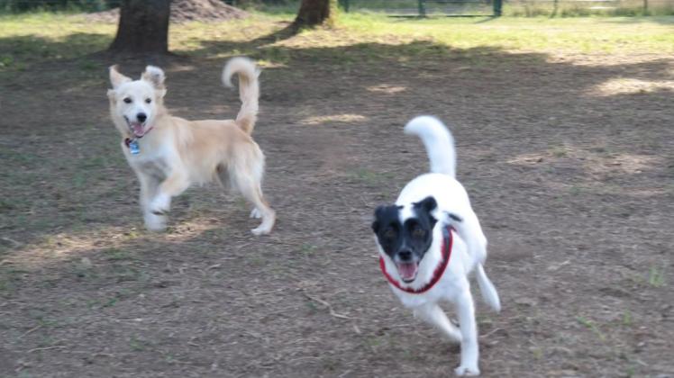 Ein Paradies für Hunde: Auf der Freilauffläche im Papenburger Volkspark können sich Vierbeiner so richtig austoben. Foto: Luisa Reitemeyer