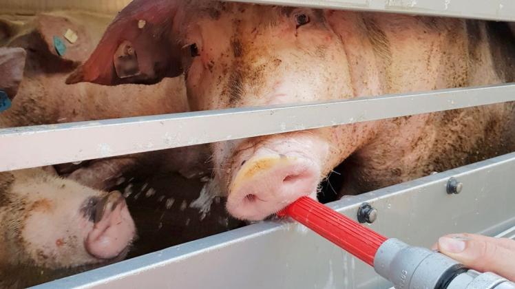 Schweine auf einem Transporte, die mit Wasser versorgt werden. Foto: dpa/Polizei Dortmund