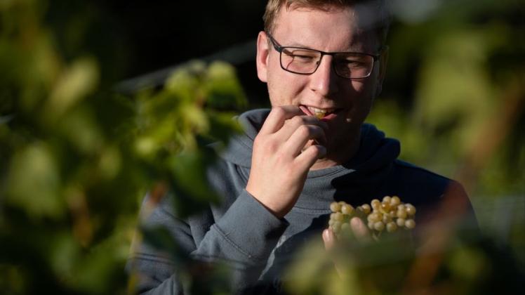 Der Weinanbau in Niedersachsen kommt voran: Zum ersten Mal erntet die Bad Iburger Neuwinzer-Familie Brinkmann in diesem Jahr die Trauben von ihrem Weinberg. Foto: Friso Gentsch/dpa