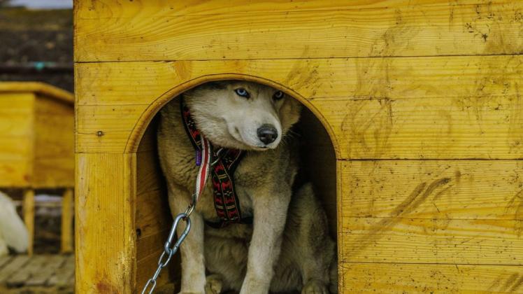 In Norwegen sorgen sich Hundehalter um ihre Vierbeiner. Eine rätselhafte Krankheit geht um. Symbolfoto: imago images/CHROMORANGE / Kai Müller