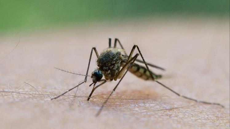 Ein Mann aus Sachsen wurde durch eine Stechmücke mit dem West-Nil-Virus infiziert. Foto: dpa/Patrick Pleul
