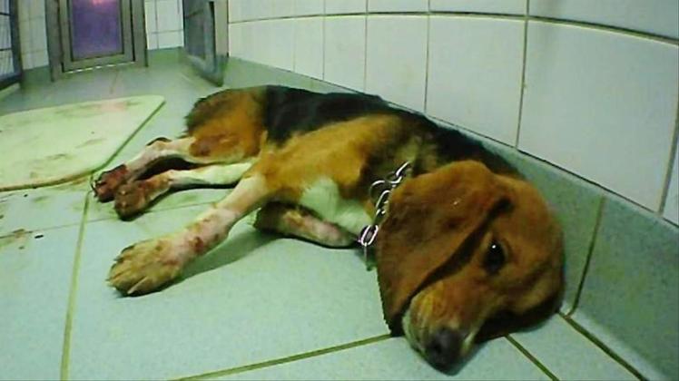 Ein Foto der Organisation Soko Tierschutz soll einen misshandelten Hund in dem Labor bei Hamburg zeigen. 
