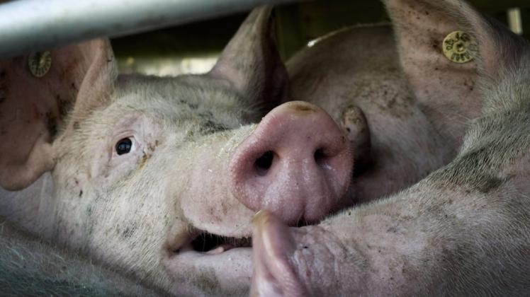 Viele Schweine sterben bereits, bevor es für sie zum Schlachthof geht. Foto: dpa/Victoria Bonn-Meuser