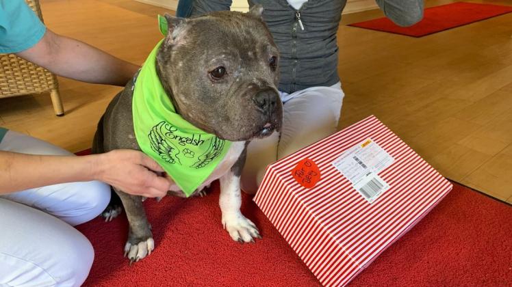 Der misshandelten Hündin Betty geht es immer besser. Die Tierarztpraxis muss sich jetzt aber mit rechtlichen Fragen auseinandersetzen. Foto: Eyke Swarovsky Der misshandelten Hündin Betty geht es immer besser. Die Tierarztpraxis muss sich jetzt aber mit rechtlichen Fragen auseinandersetzen. Foto: Eyke Swarovsky